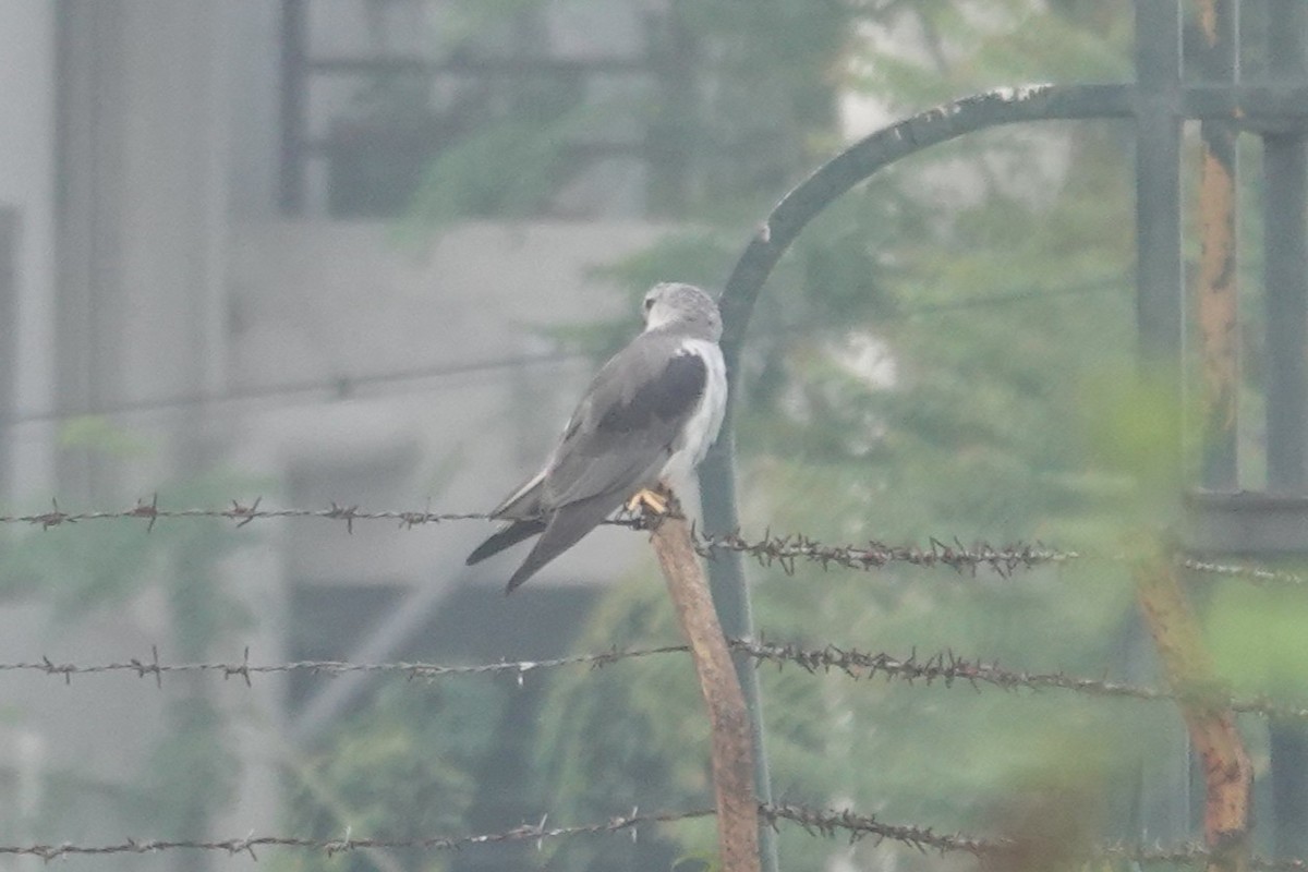 Black-winged Kite - ML647284388