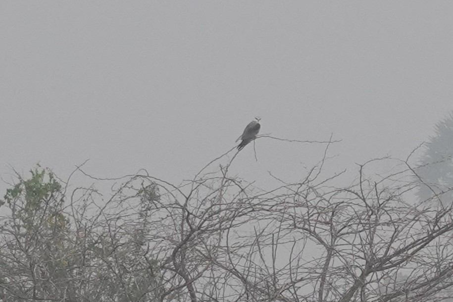 Black-winged Kite - ML647284389