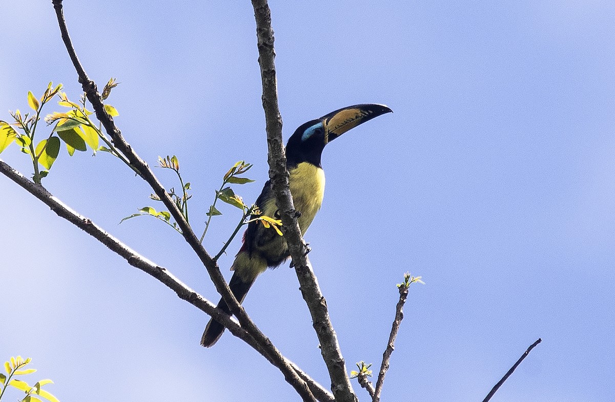 Lettered Aracari - ML647284390