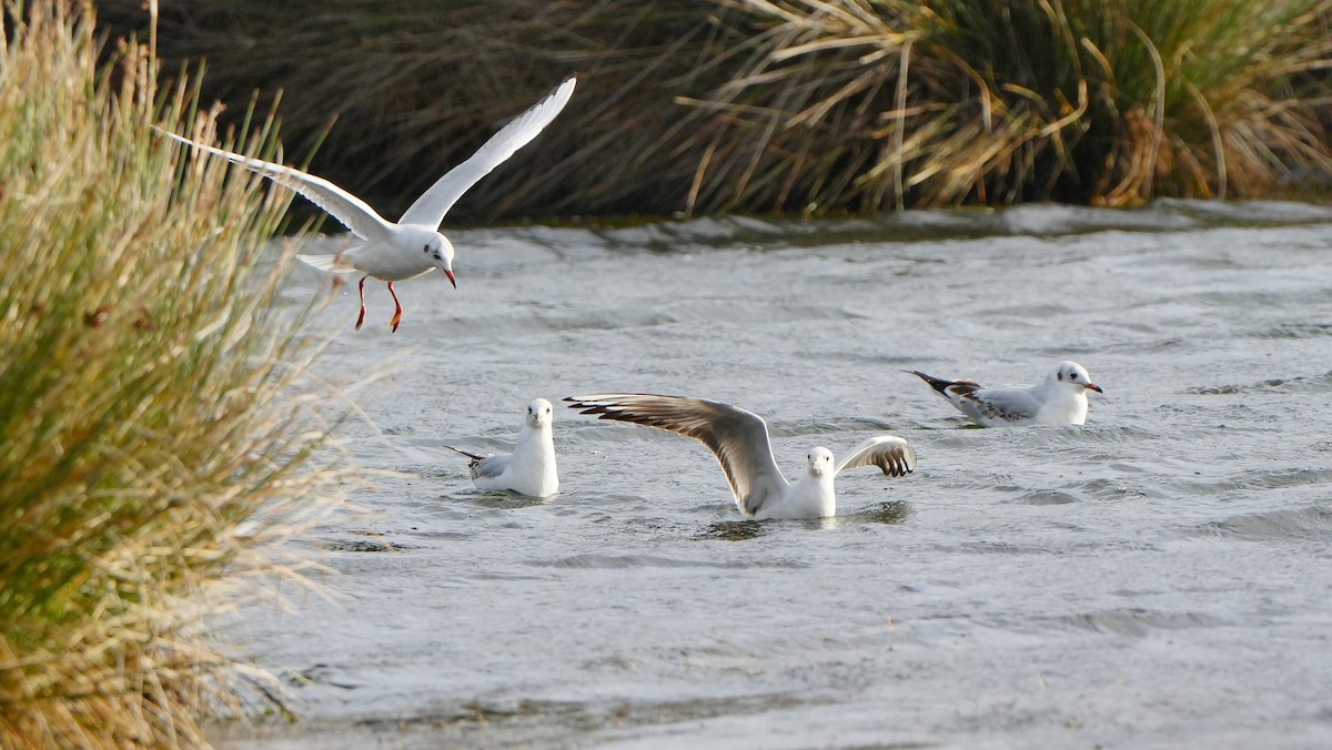 Black-headed Gull - ML647284393