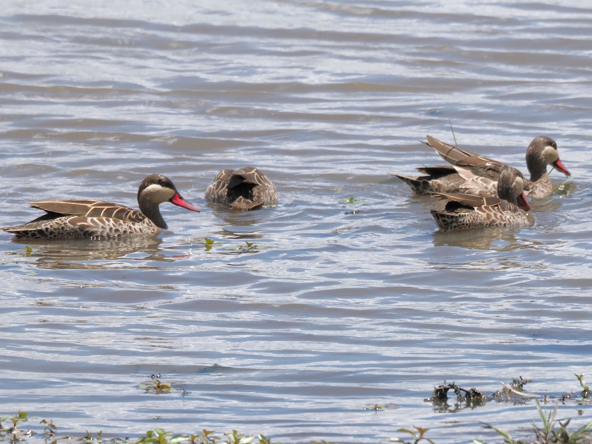 Red-billed Duck - ML647284397