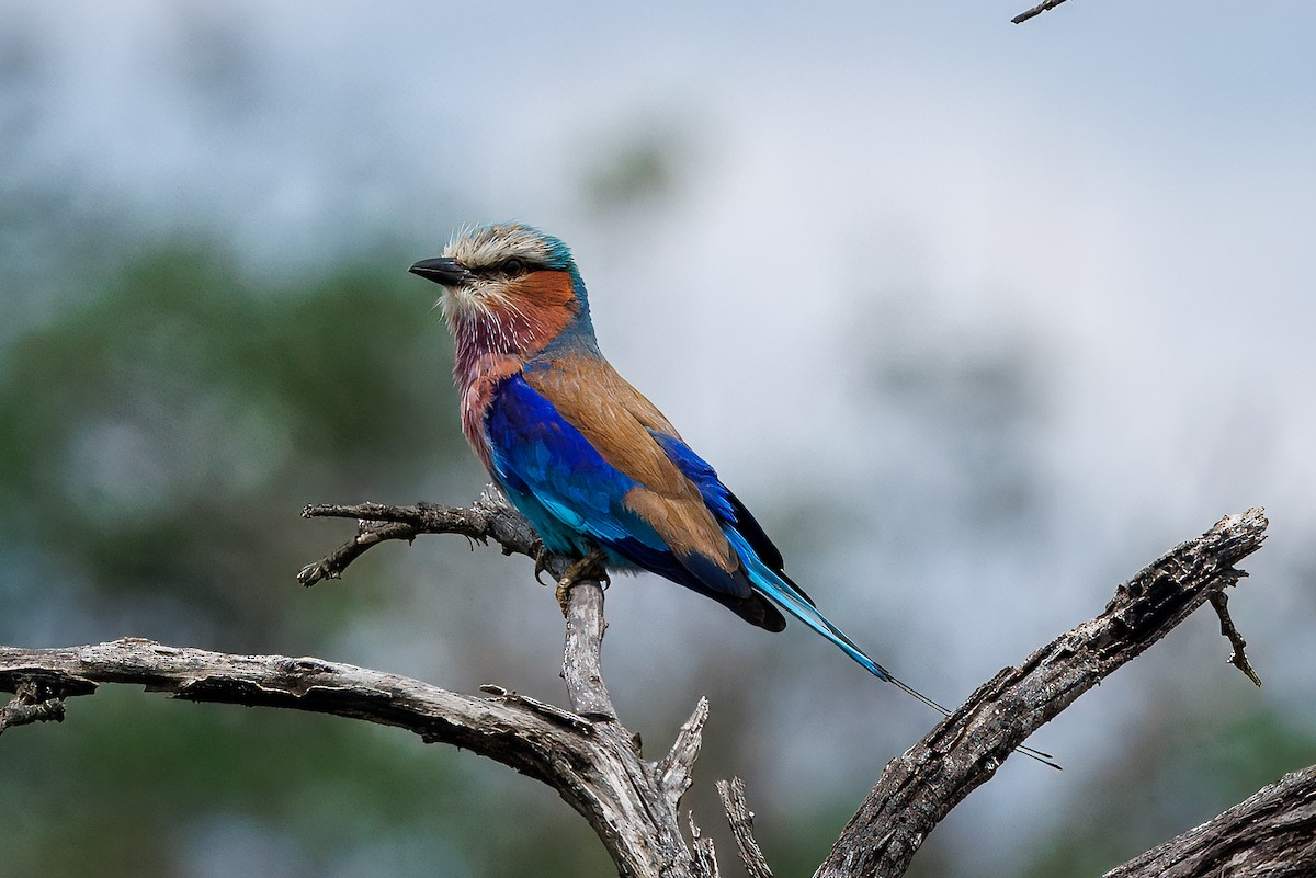 Lilac-breasted Roller (Lilac-breasted) - ML647284402
