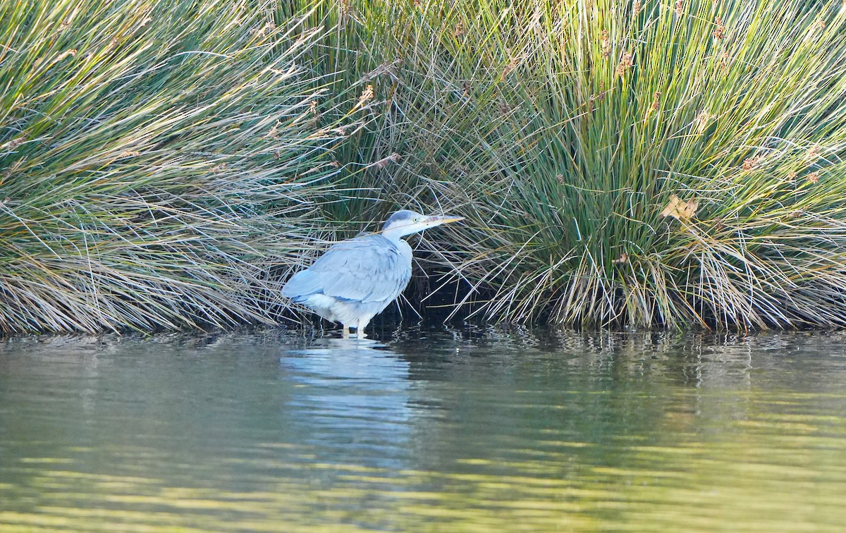 Gray Heron - ML647284405