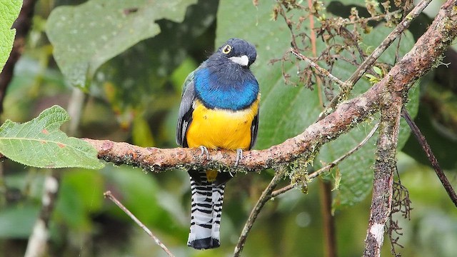 Gartered Violaceous Trogon - ML647284419