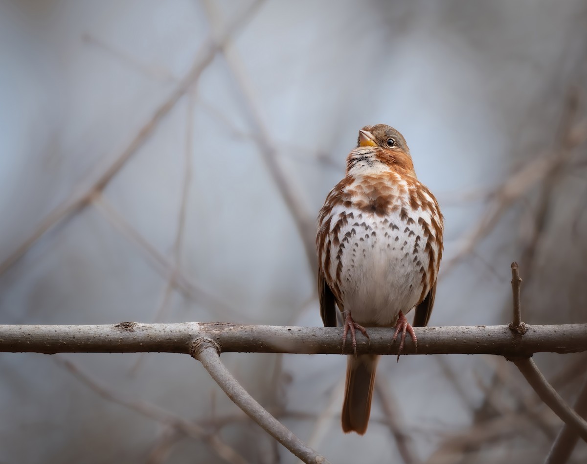 Fox Sparrow - ML647284432