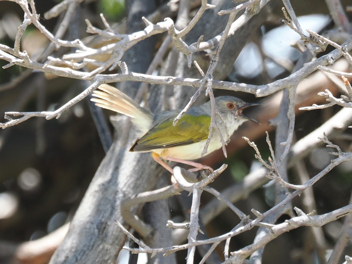 Green-backed Camaroptera (Gray-backed) - ML647284446