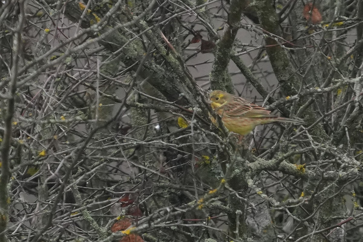 strnad obecný - ML647284451