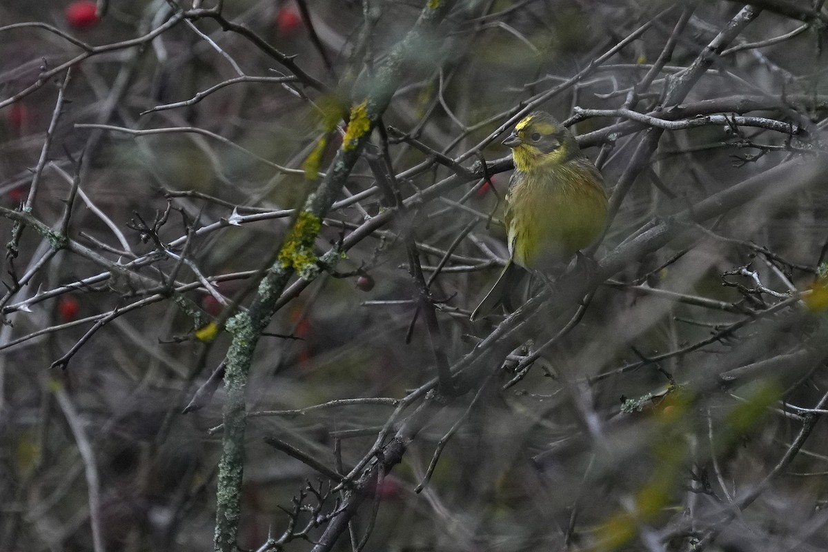 strnad obecný - ML647284452