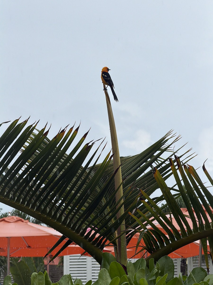 Orange Oriole - ML647284467