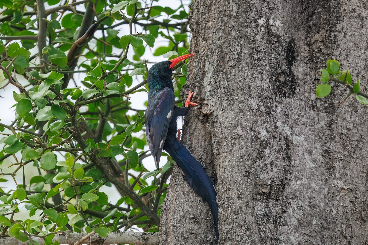Green Woodhoopoe - ML647284476