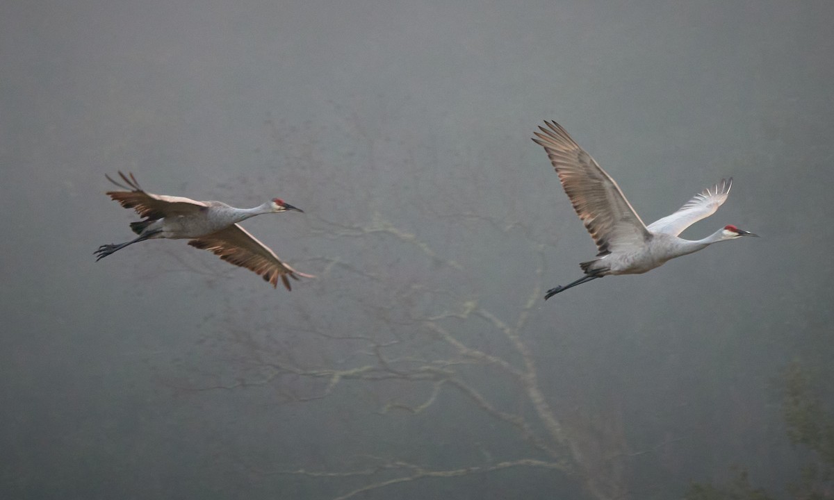 Grulla Canadiense - ML647284478