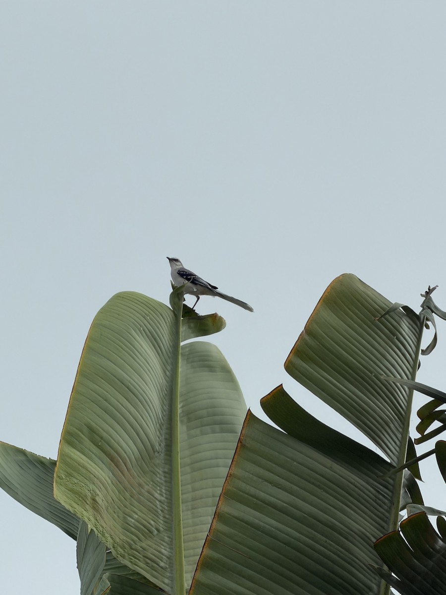 Tropikal Taklitçi - ML647284481