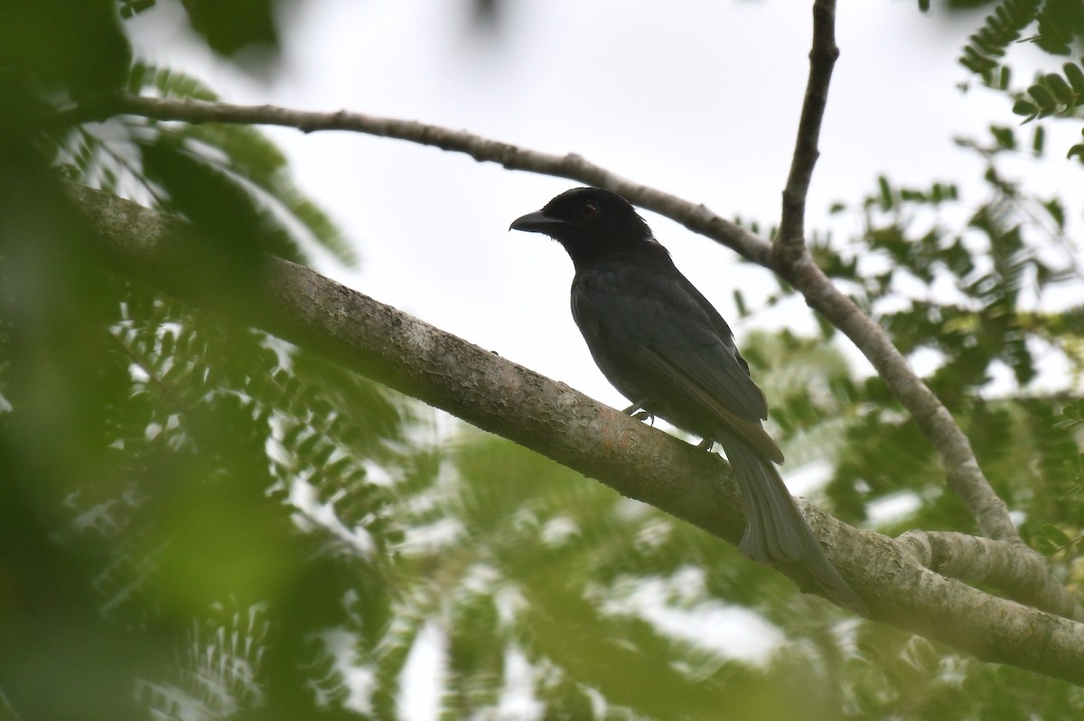 Velvet-mantled Drongo - ML647284482