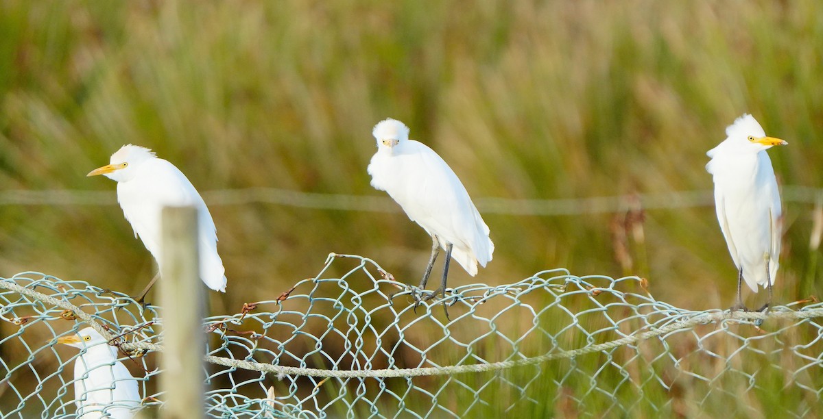 Western Cattle-Egret - ML647284491