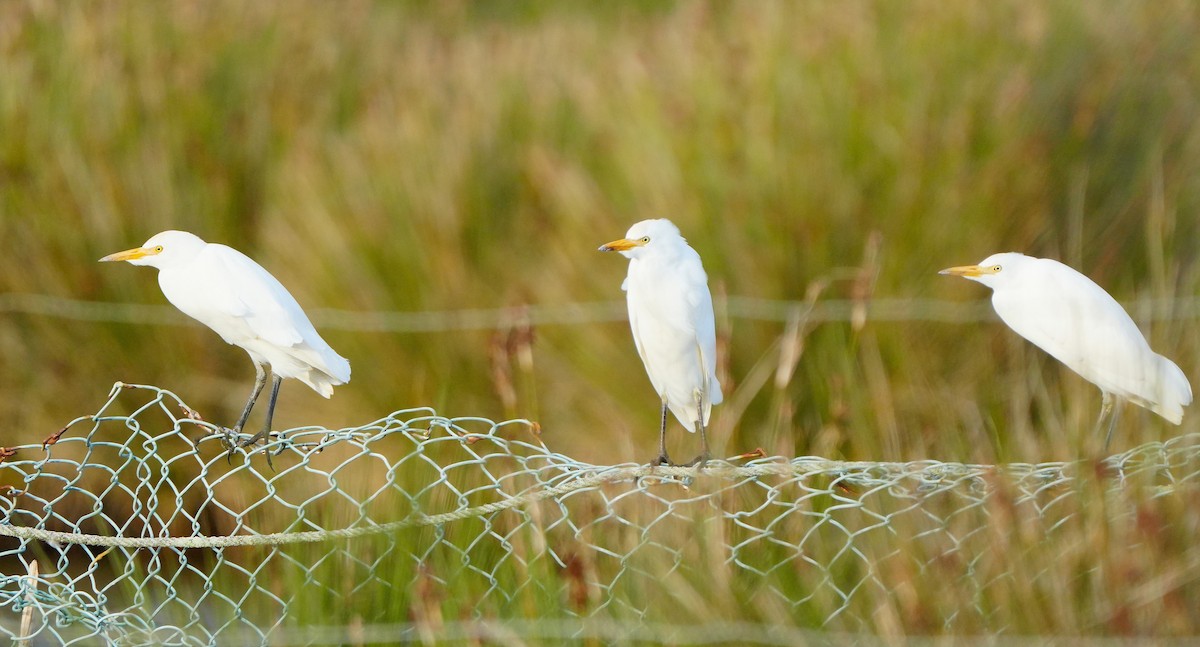 Western Cattle-Egret - ML647284492