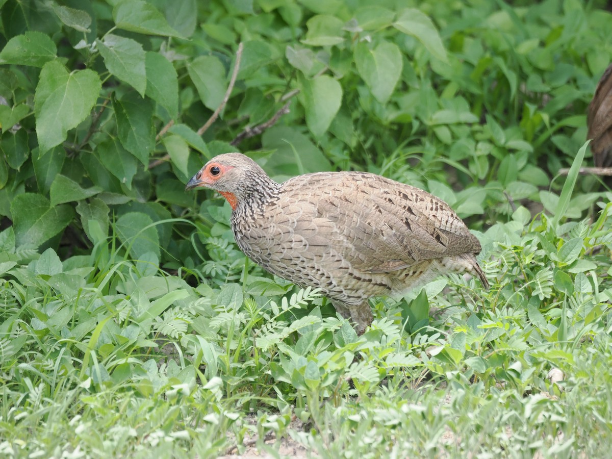 Swainson's Spurfowl - ML647284496
