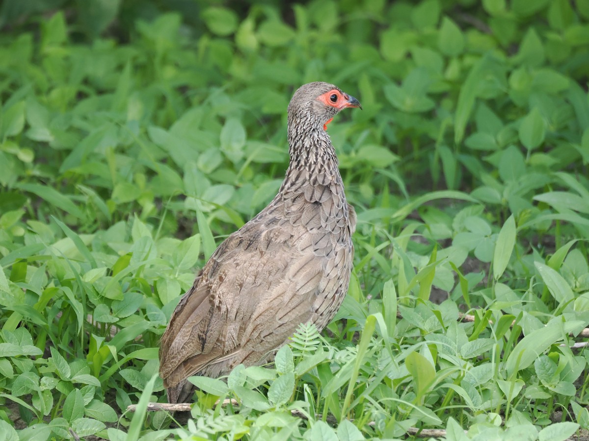 Swainson's Spurfowl - ML647284497