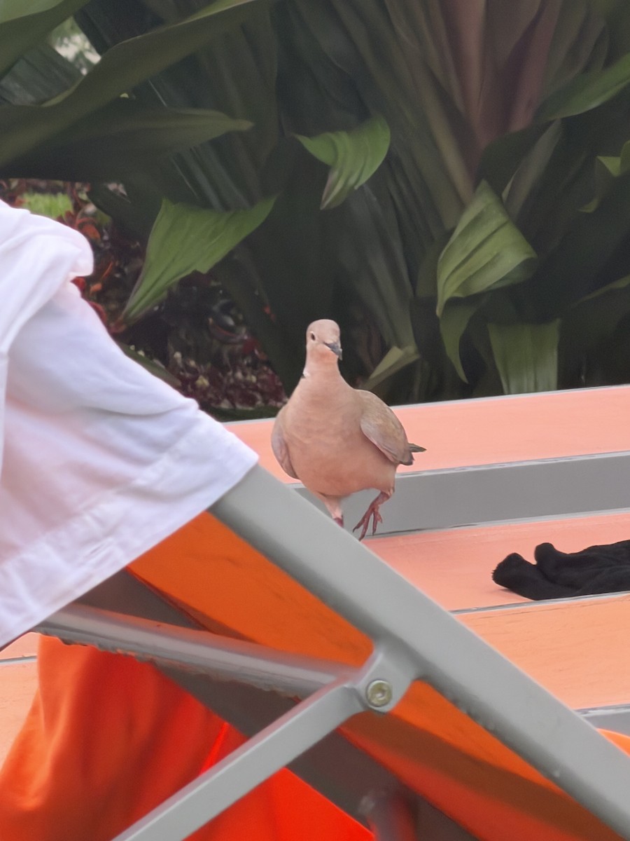 Eurasian Collared-Dove - ML647284498