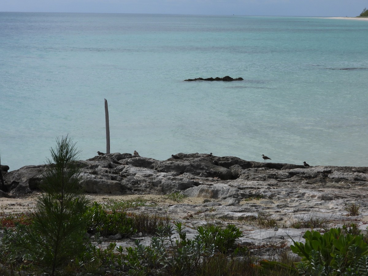 חופמי כפול-צווארון - ML647284509