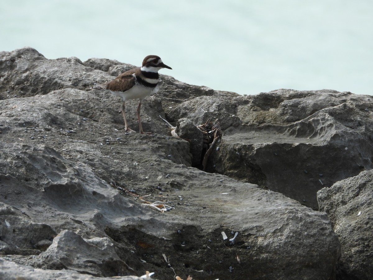 חופמי כפול-צווארון - ML647284510