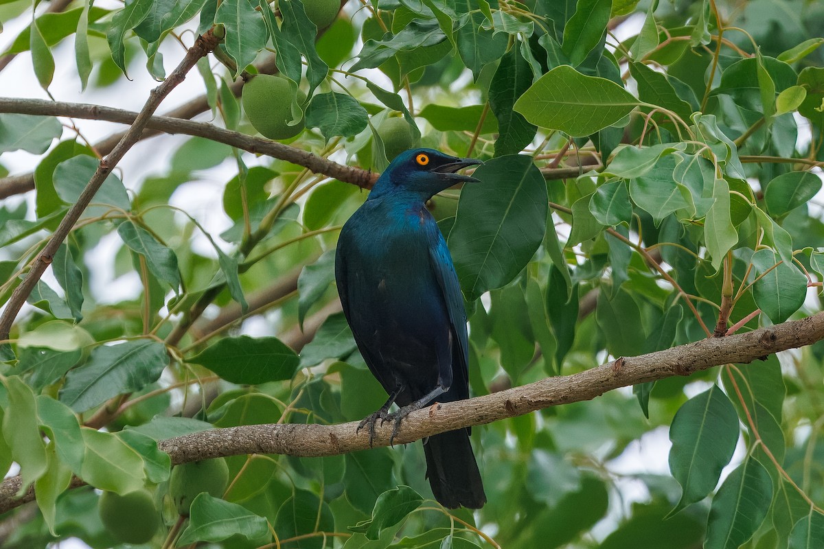 Büyük Mavikulak Sığırcık - ML647284515