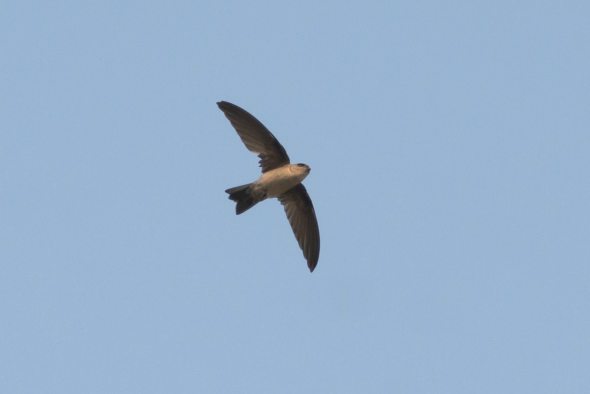 Himalajasalangane - ML647284518