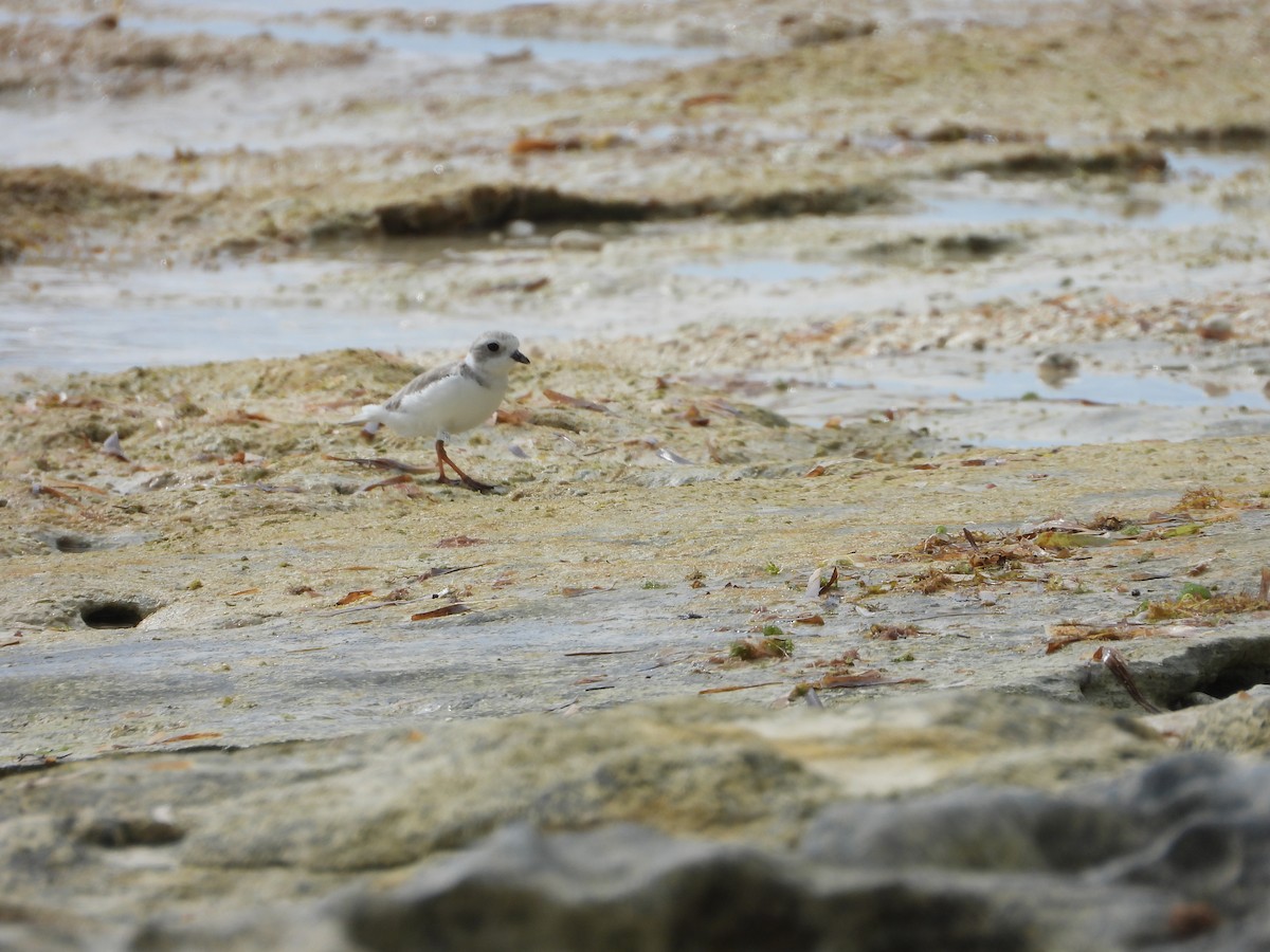 Flötenregenpfeifer - ML647284527