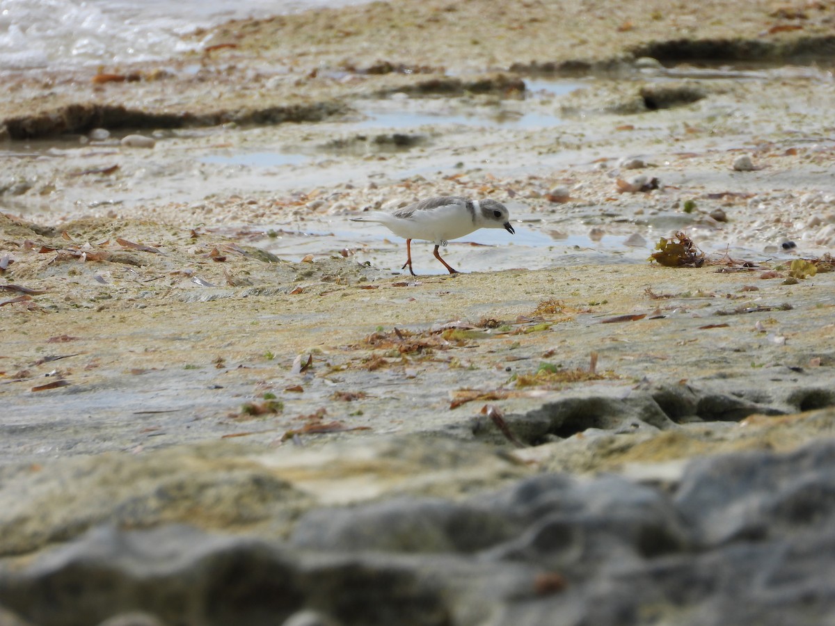 Flötenregenpfeifer - ML647284528