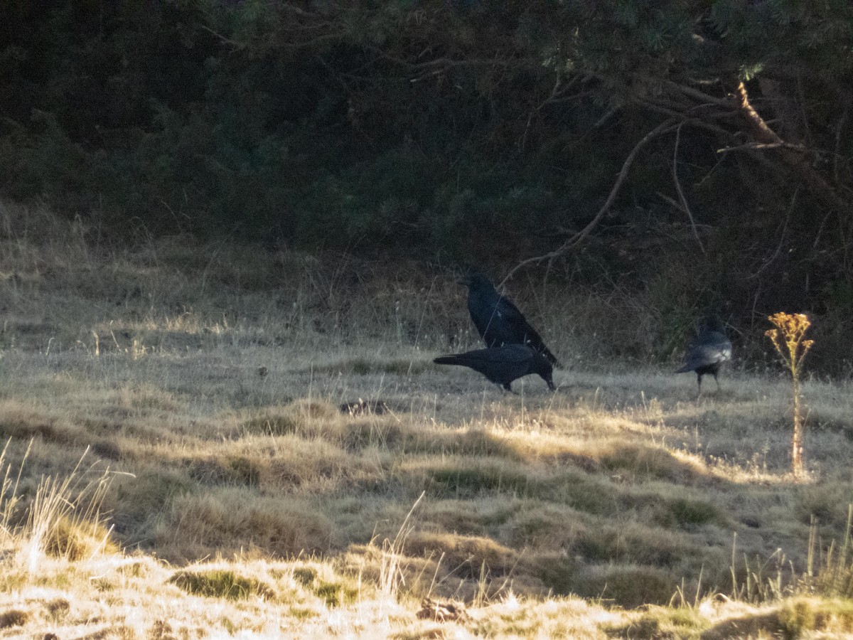 vrána černá - ML647284538