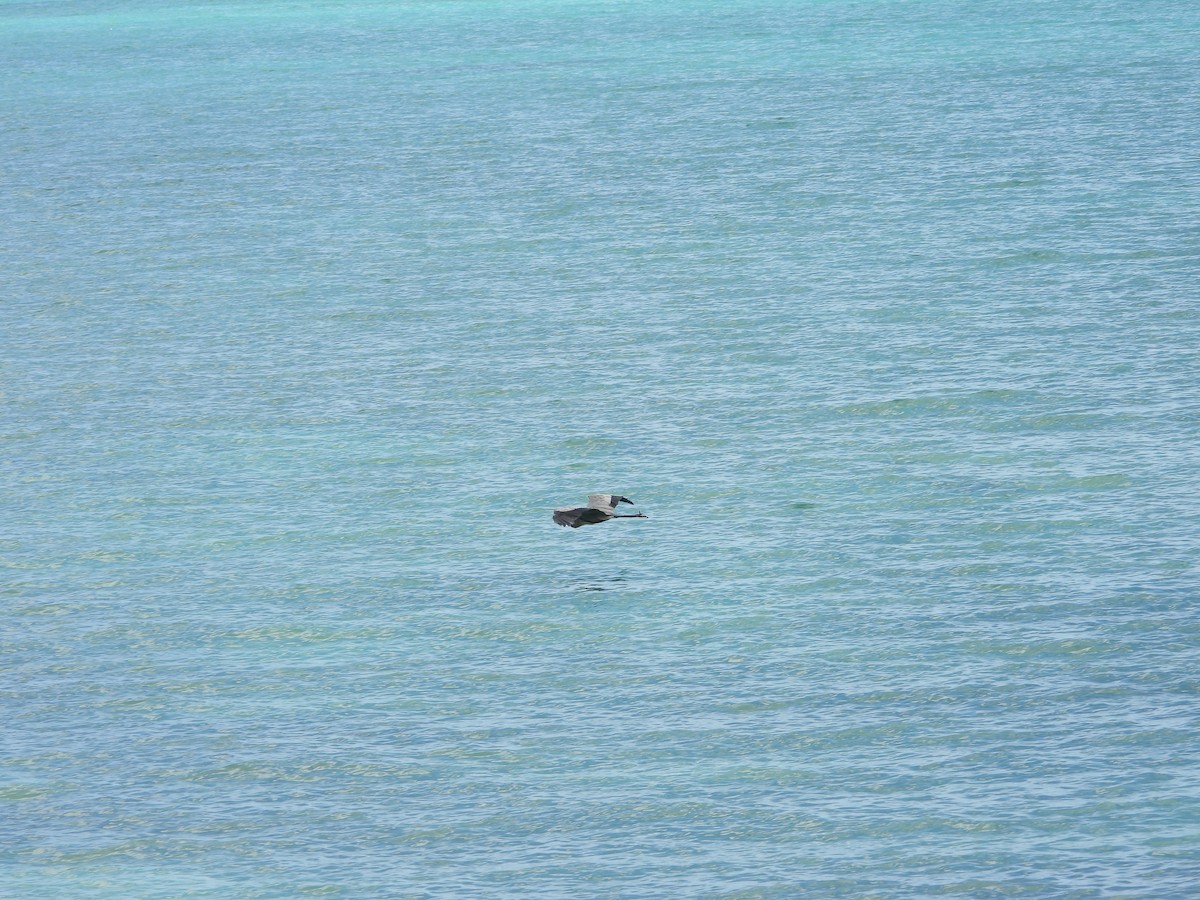 אנפה אמריקנית - ML647284554