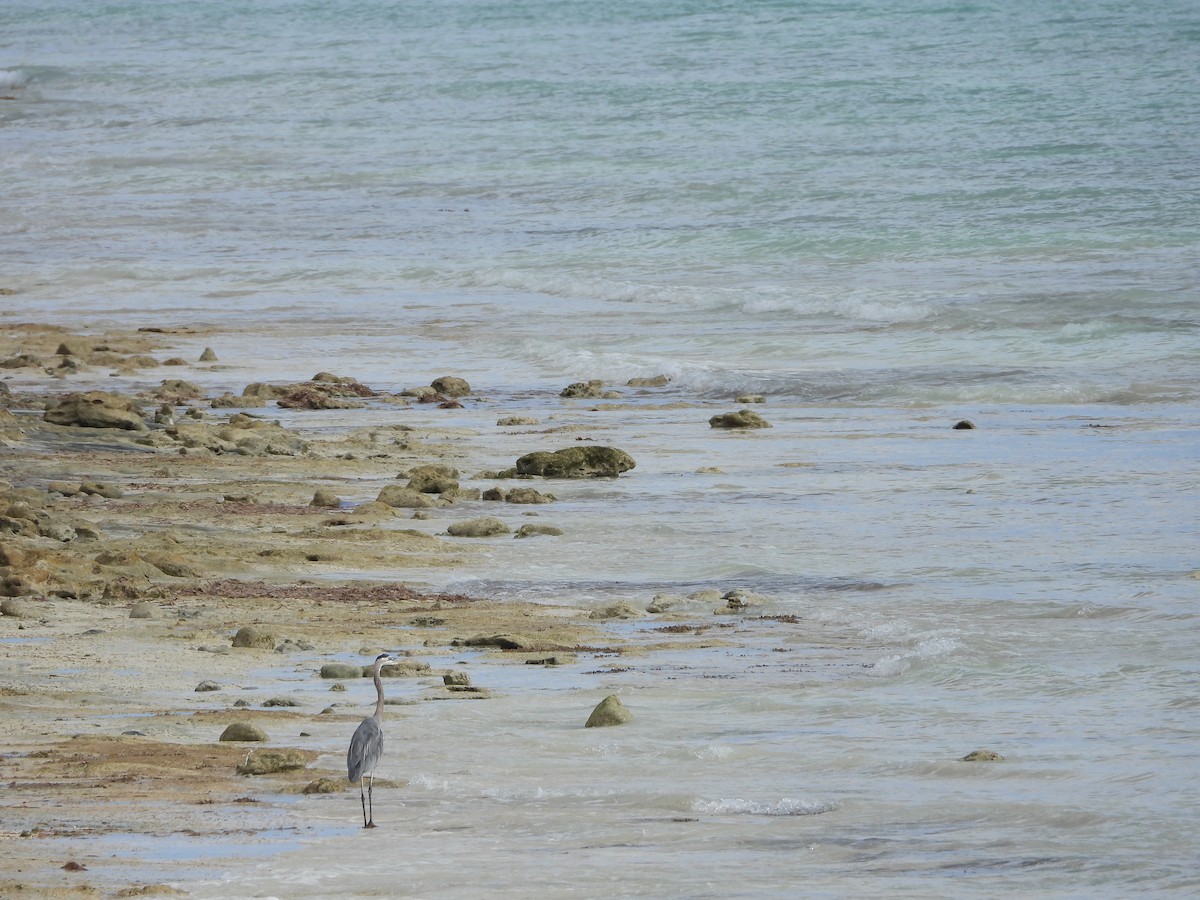 אנפה אמריקנית - ML647284556