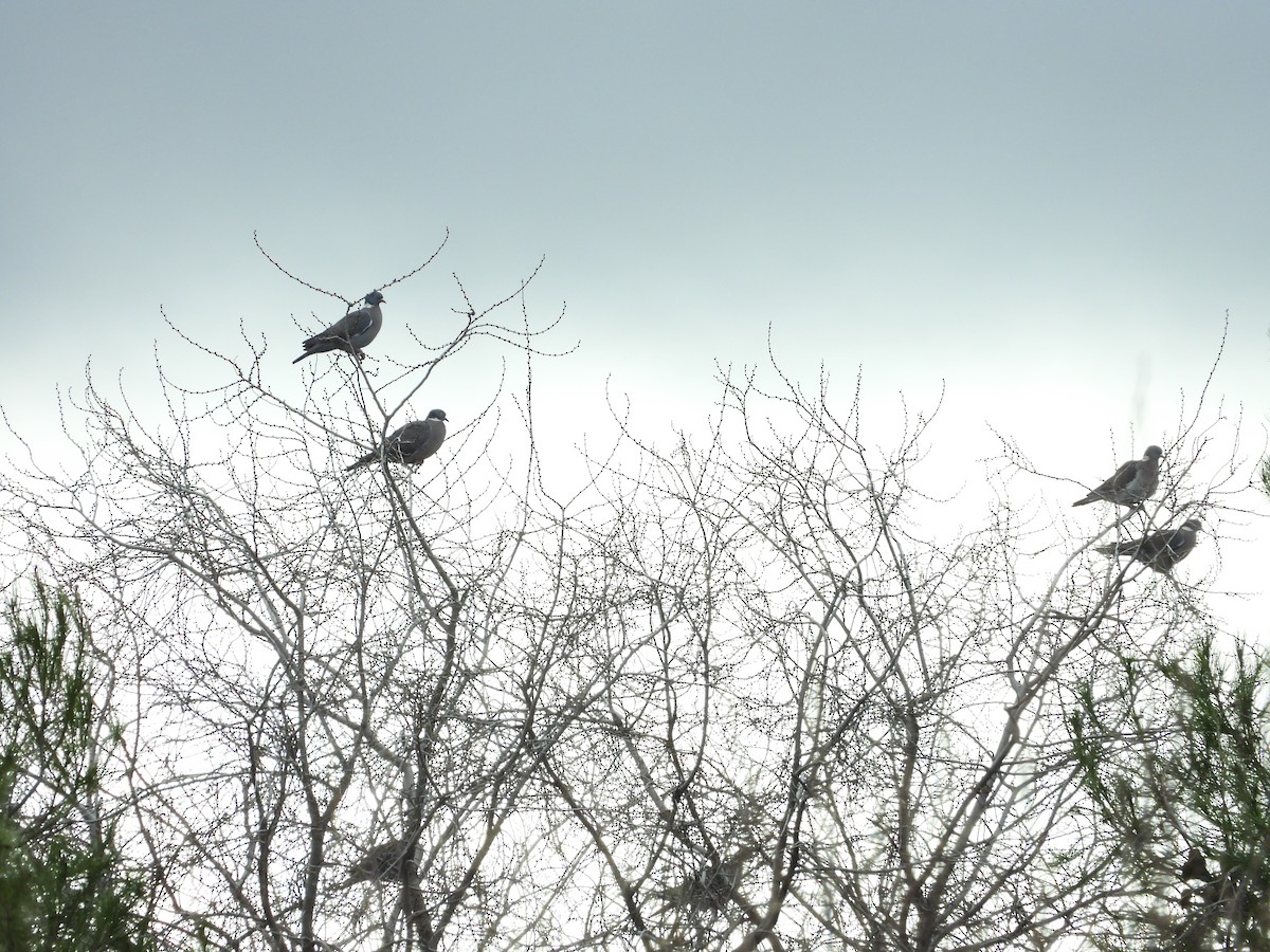 Common Wood-Pigeon - ML647284567
