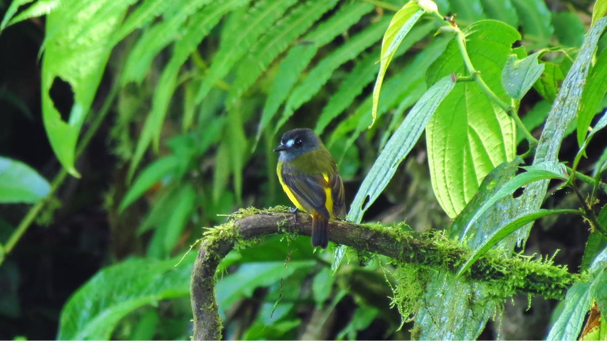 Ornate Flycatcher - ML647284568