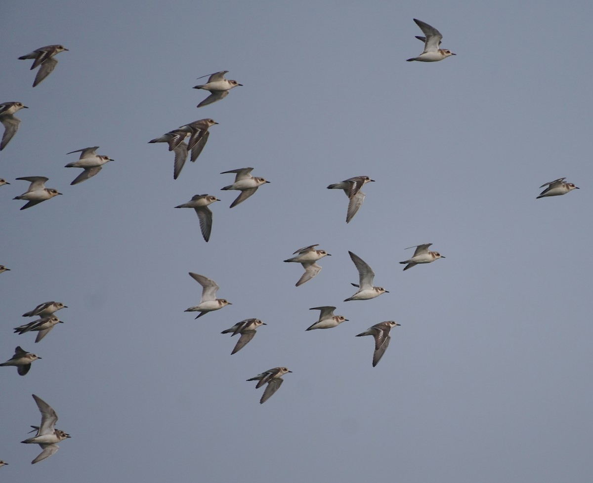Tibetan Sand-Plover - ML647284569