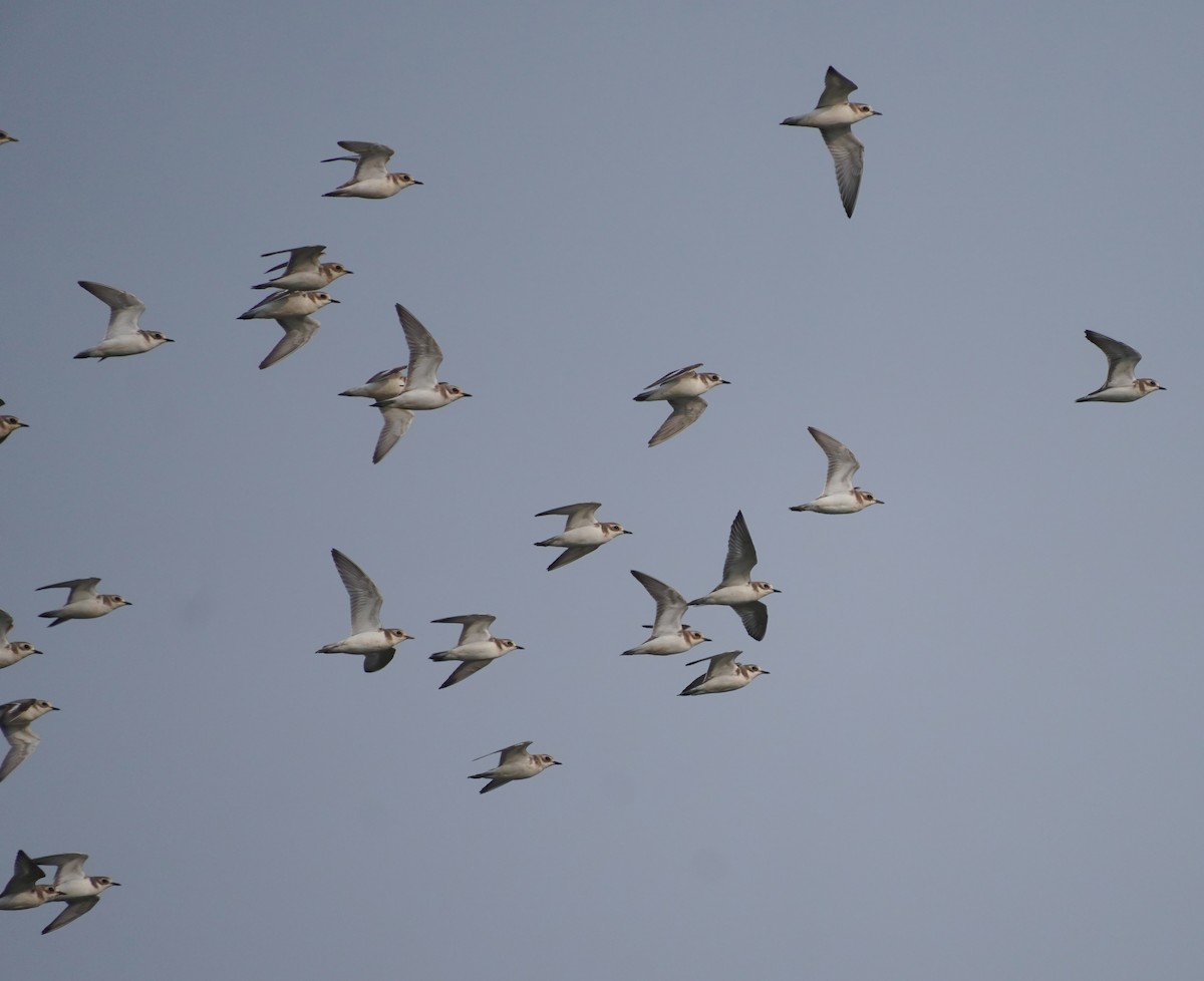 Tibetan Sand-Plover - ML647284570