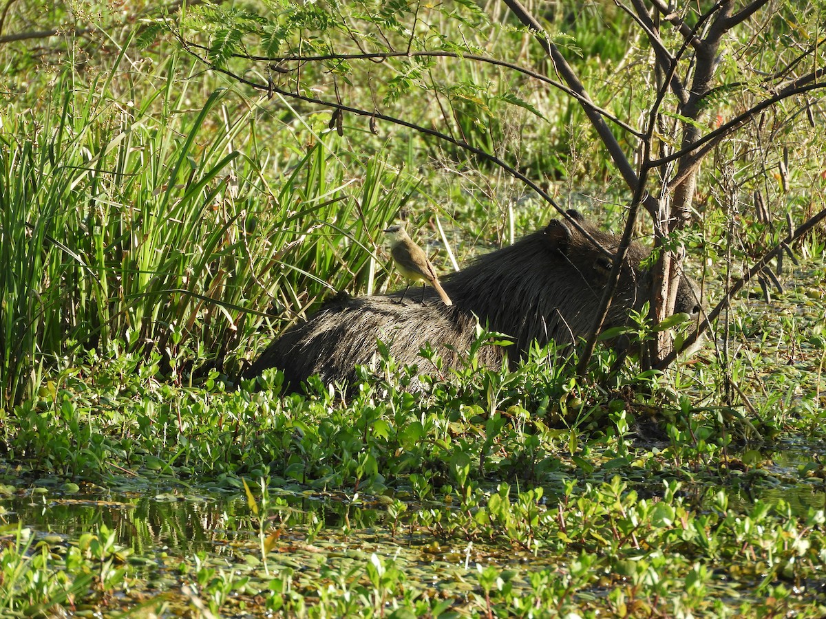 Cattle Tyrant - ML647284572