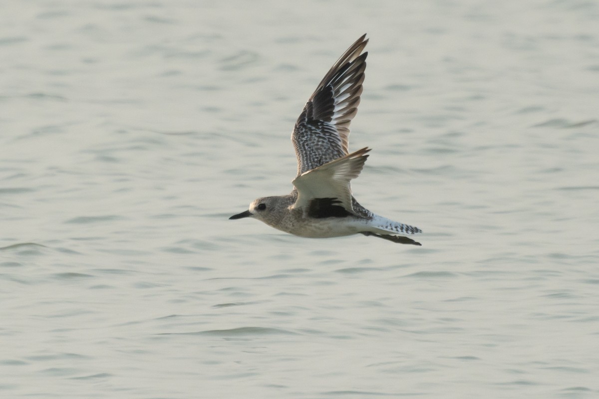 Black-bellied Plover - ML647284574