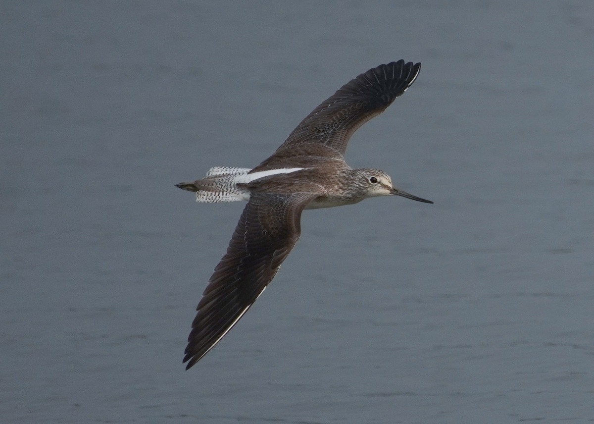 Common Greenshank - ML647284579