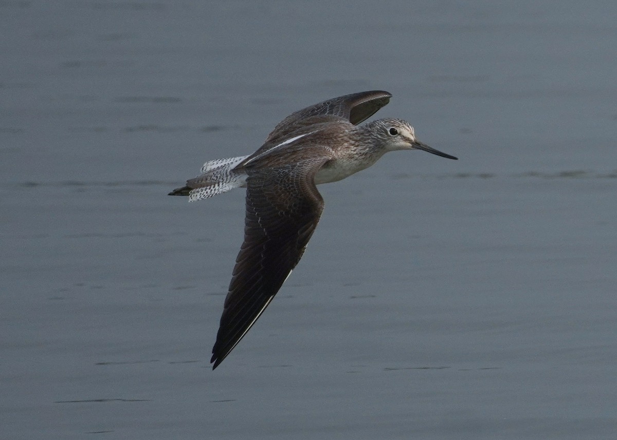 Common Greenshank - ML647284580