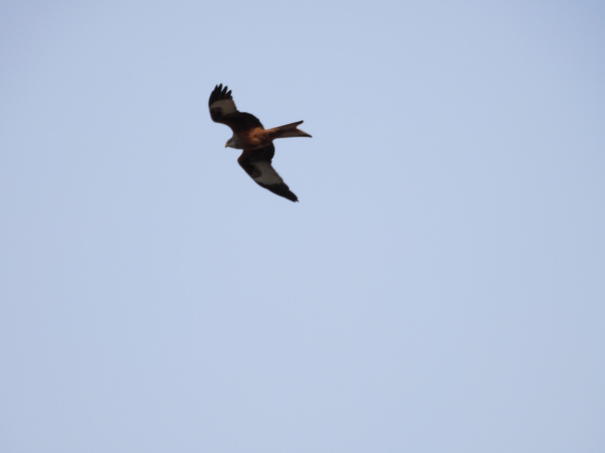 Red Kite - ML647284581