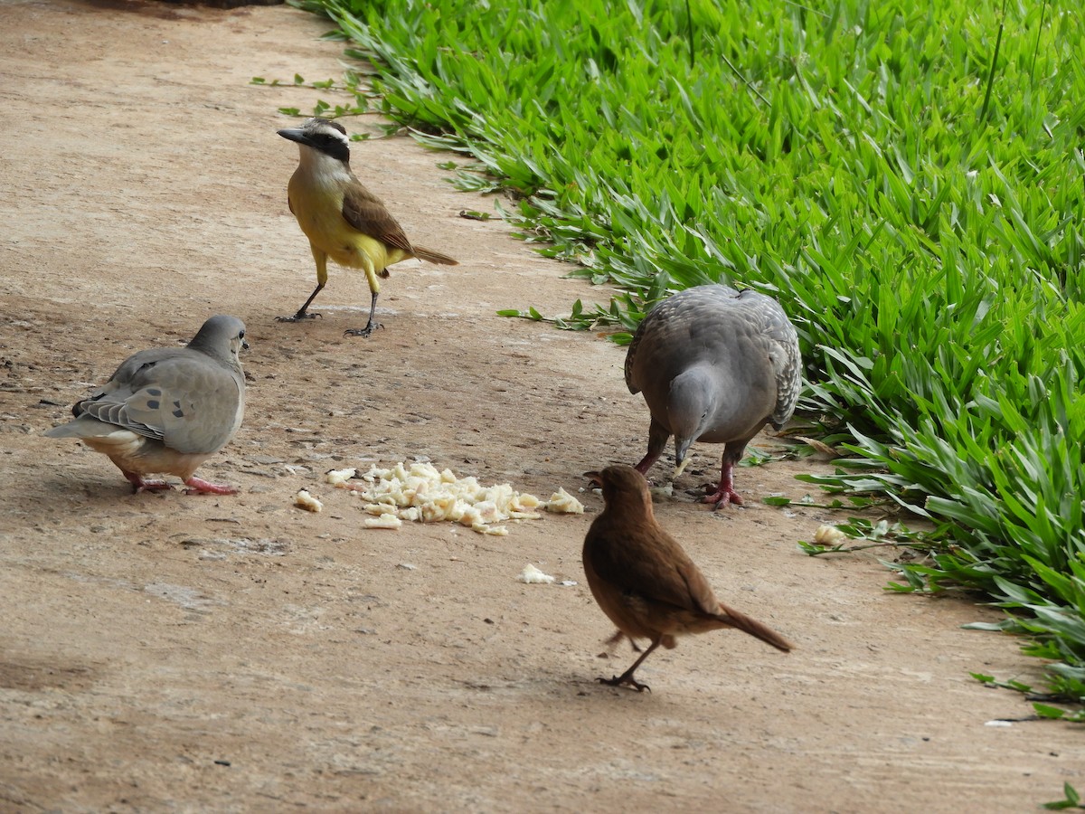 Great Kiskadee - ML647284582