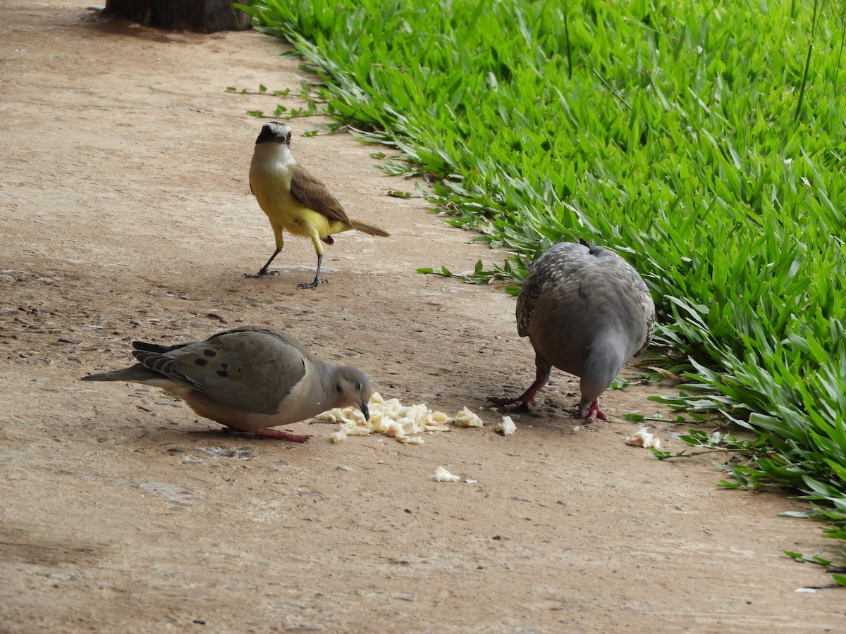 Great Kiskadee - ML647284583