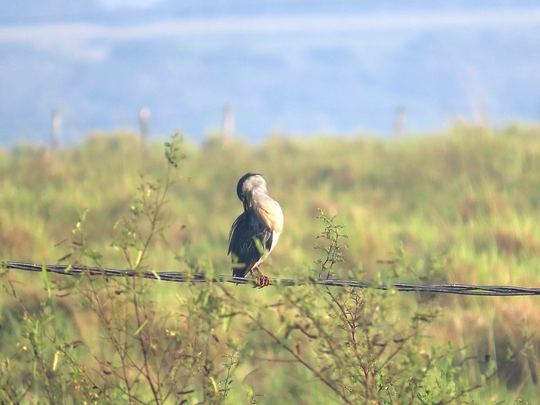 Striated Heron - ML647284584