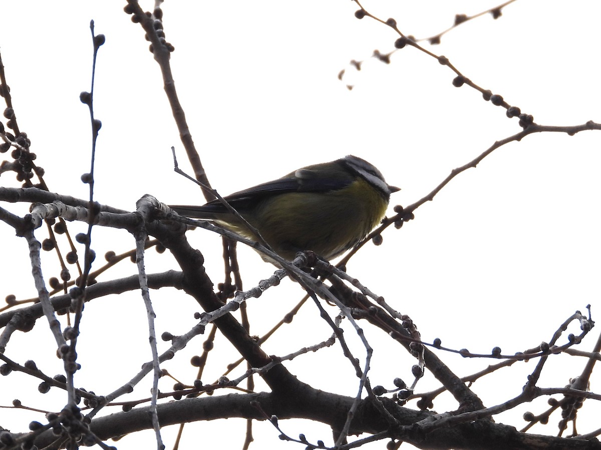 Eurasian Blue Tit - ML647284586