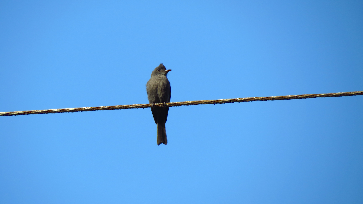 Smoke-colored Pewee - ML647284587