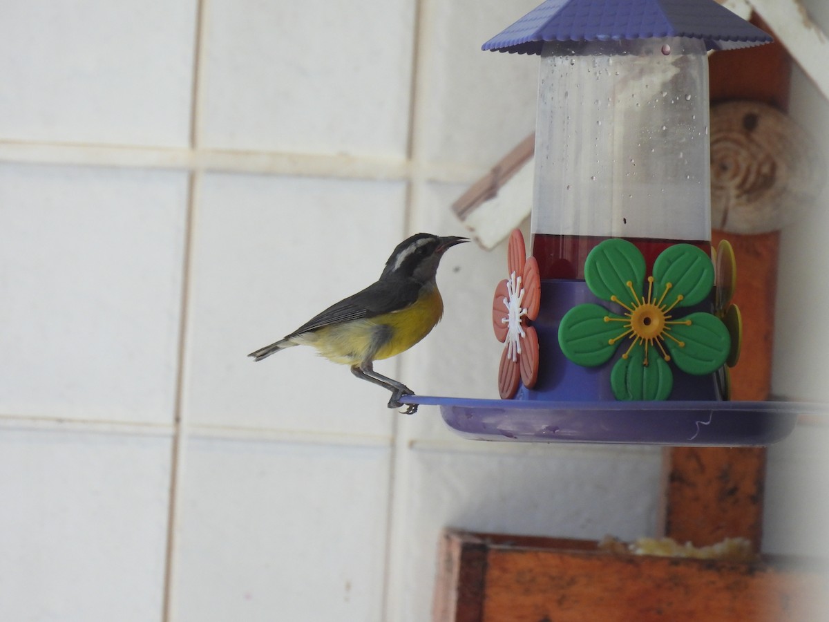Bananaquit - ML647284588
