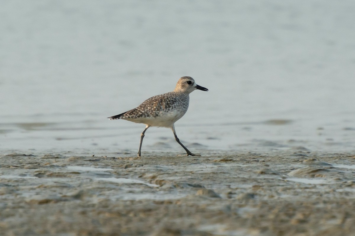 Black-bellied Plover - ML647284589