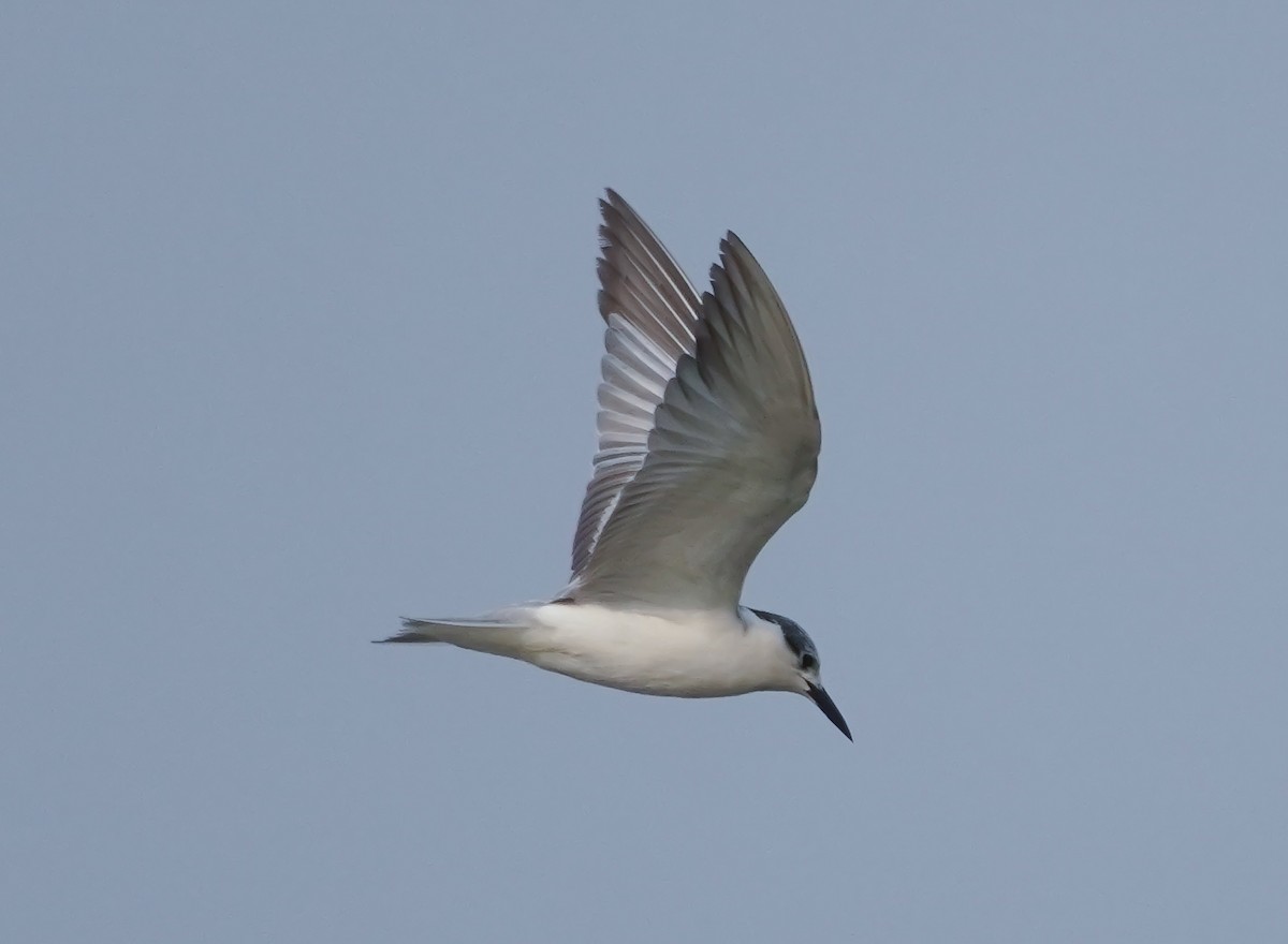 Whiskered Tern - ML647284590