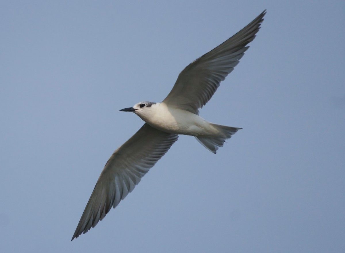 Whiskered Tern - ML647284591