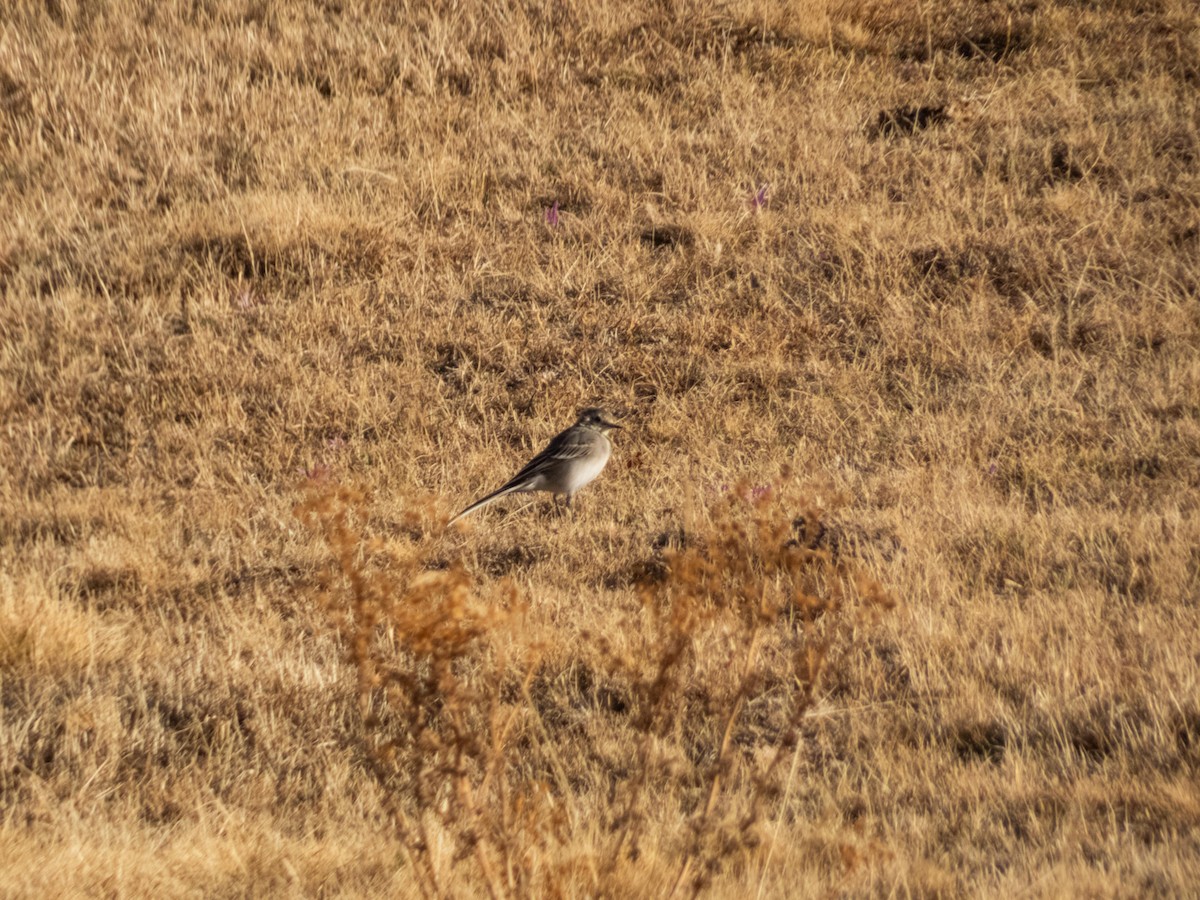 White Wagtail - ML647284593